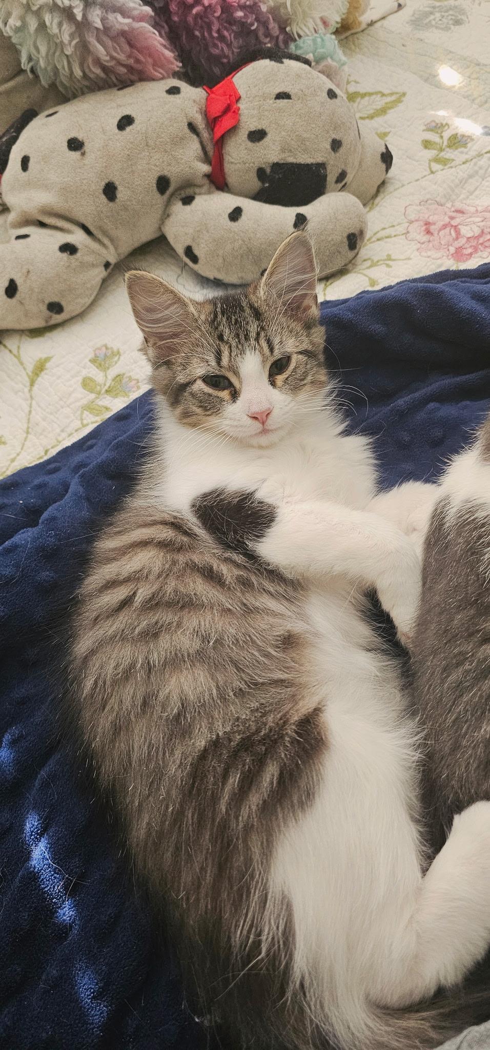 Jayce, a Adoptable Tabby in Richmond, VA image 1/3