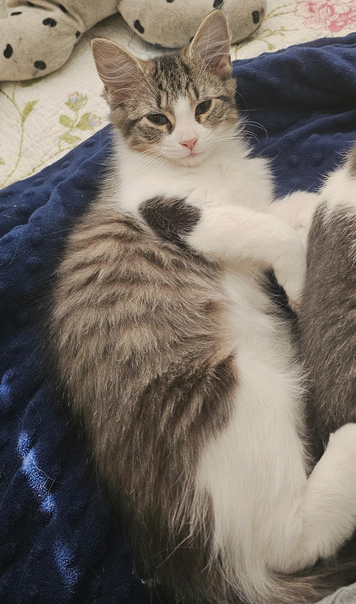 Jayce, a Adoptable Tabby in Richmond, VA image 2/3