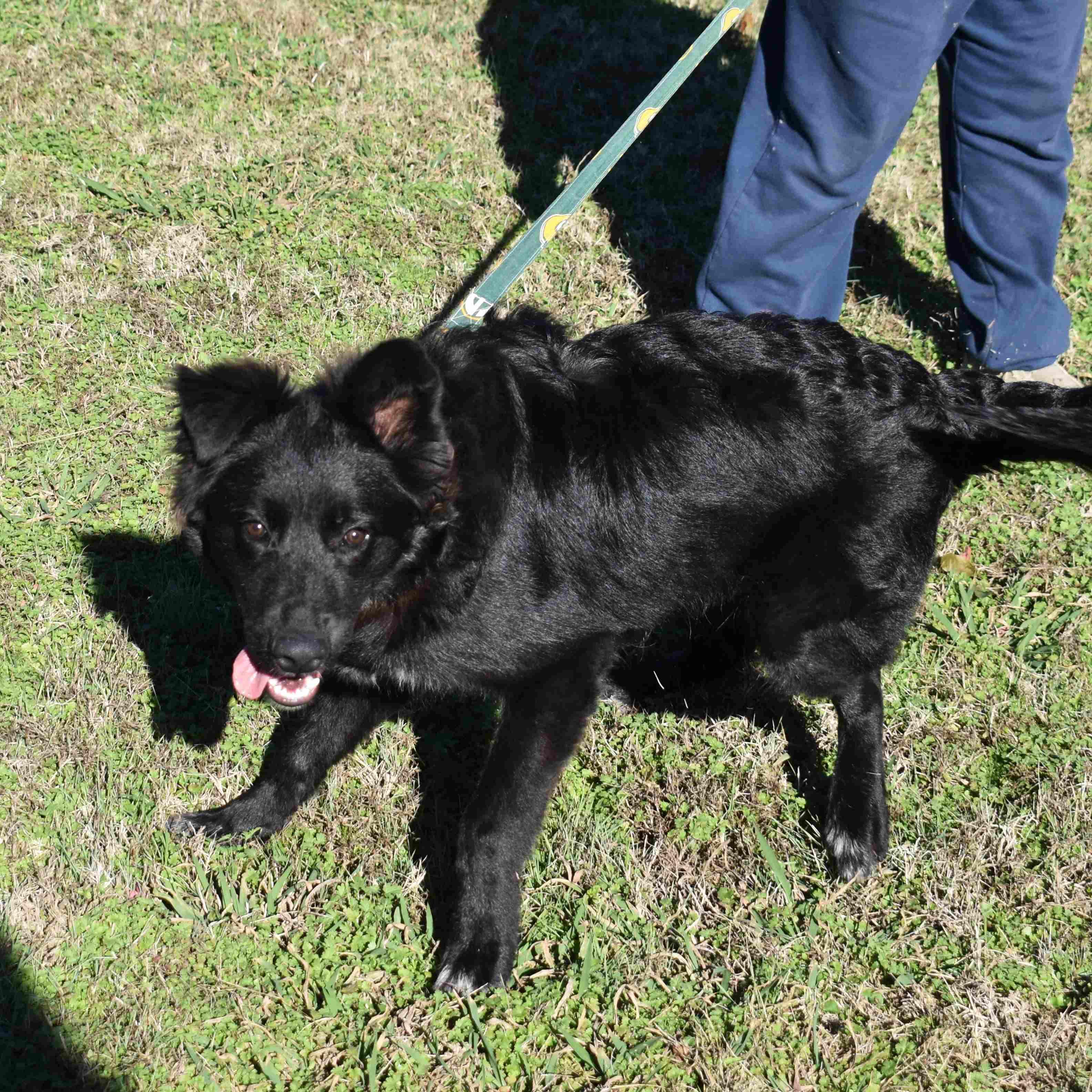 Enlarge Cracker Jack, a Adoptable Mixed Breed in Searcy, AR image 6/6