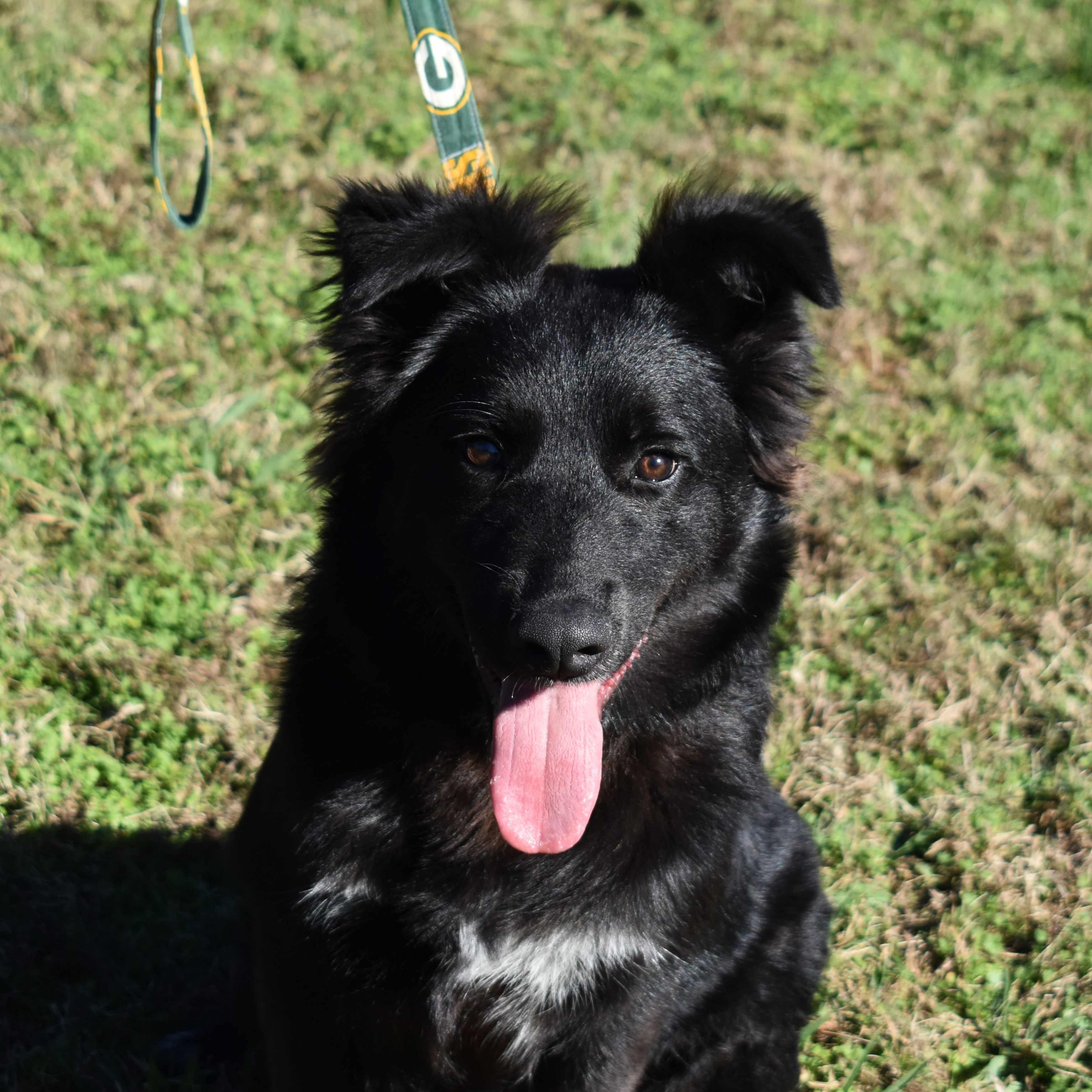 Enlarge Cracker Jack, a Adoptable Mixed Breed in Searcy, AR image 5/6