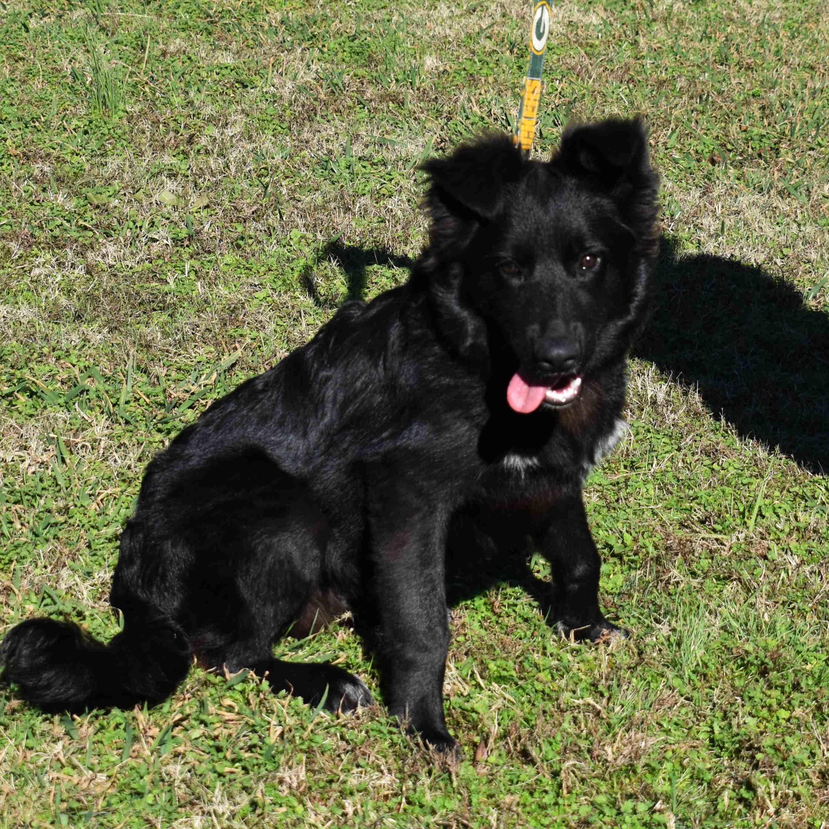 Enlarge Cracker Jack, a Adoptable Mixed Breed in Searcy, AR image 2/6