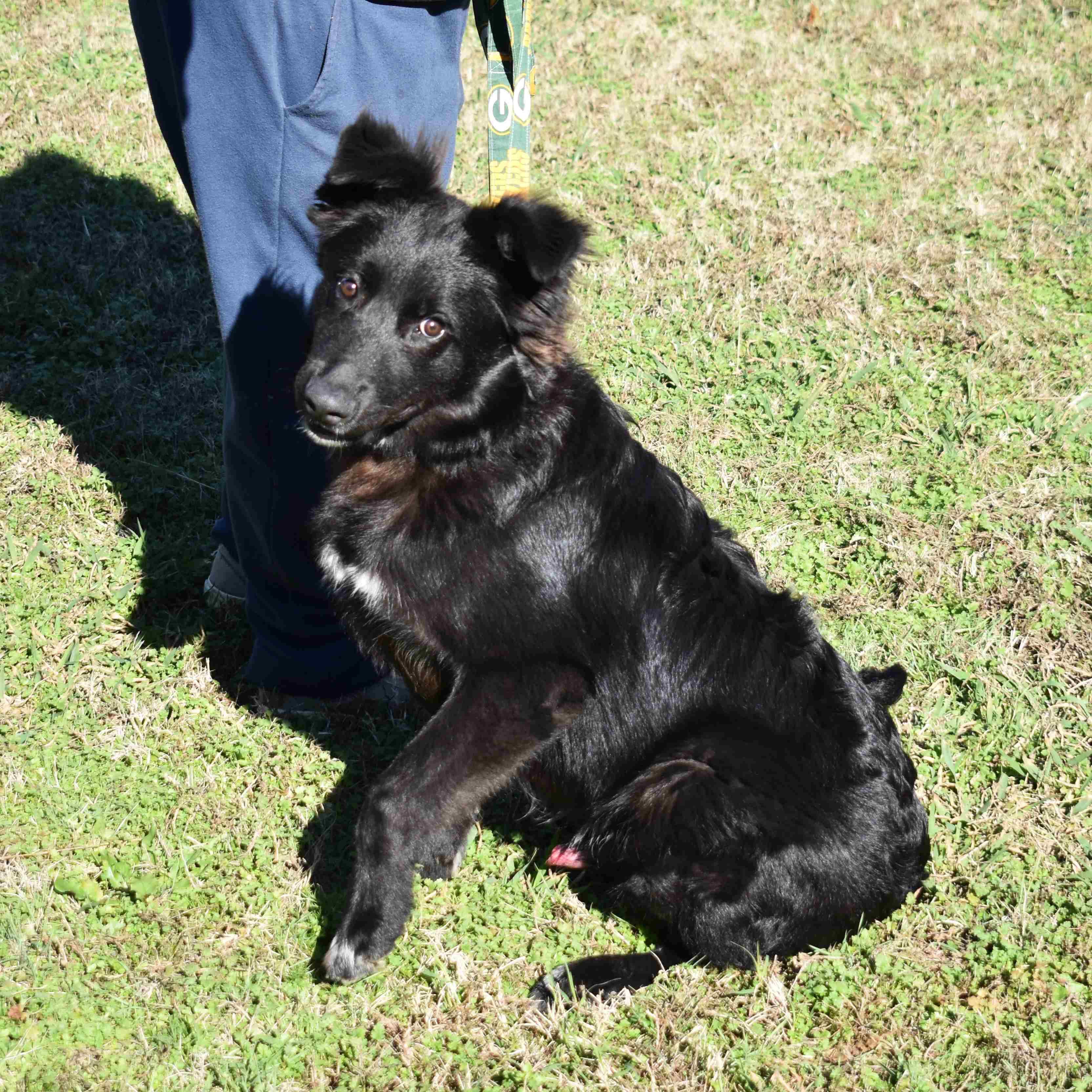 Enlarge Cracker Jack, a Adoptable Mixed Breed in Searcy, AR image 3/6