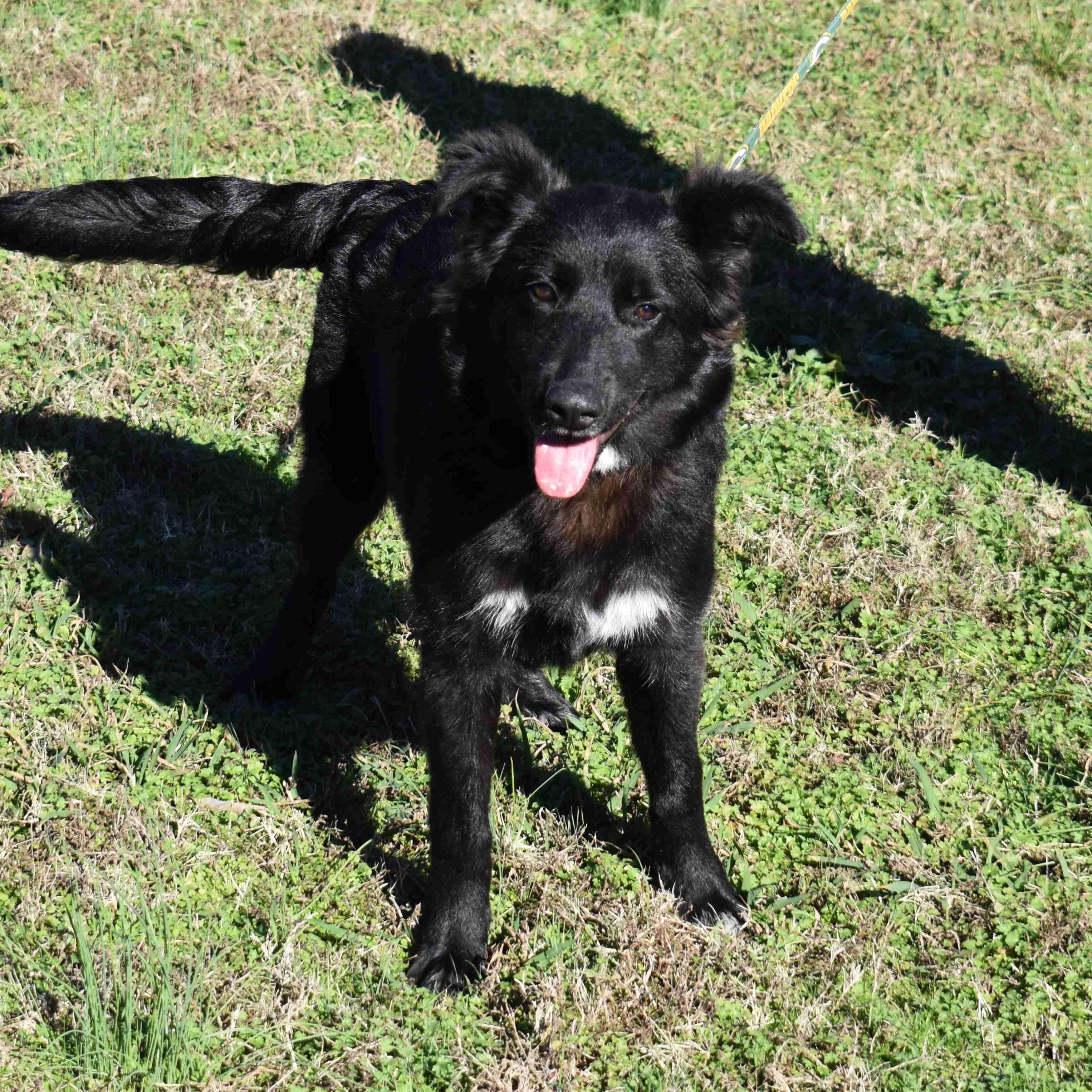Cracker Jack, Adoptable, Puppy Male Mixed Breed.