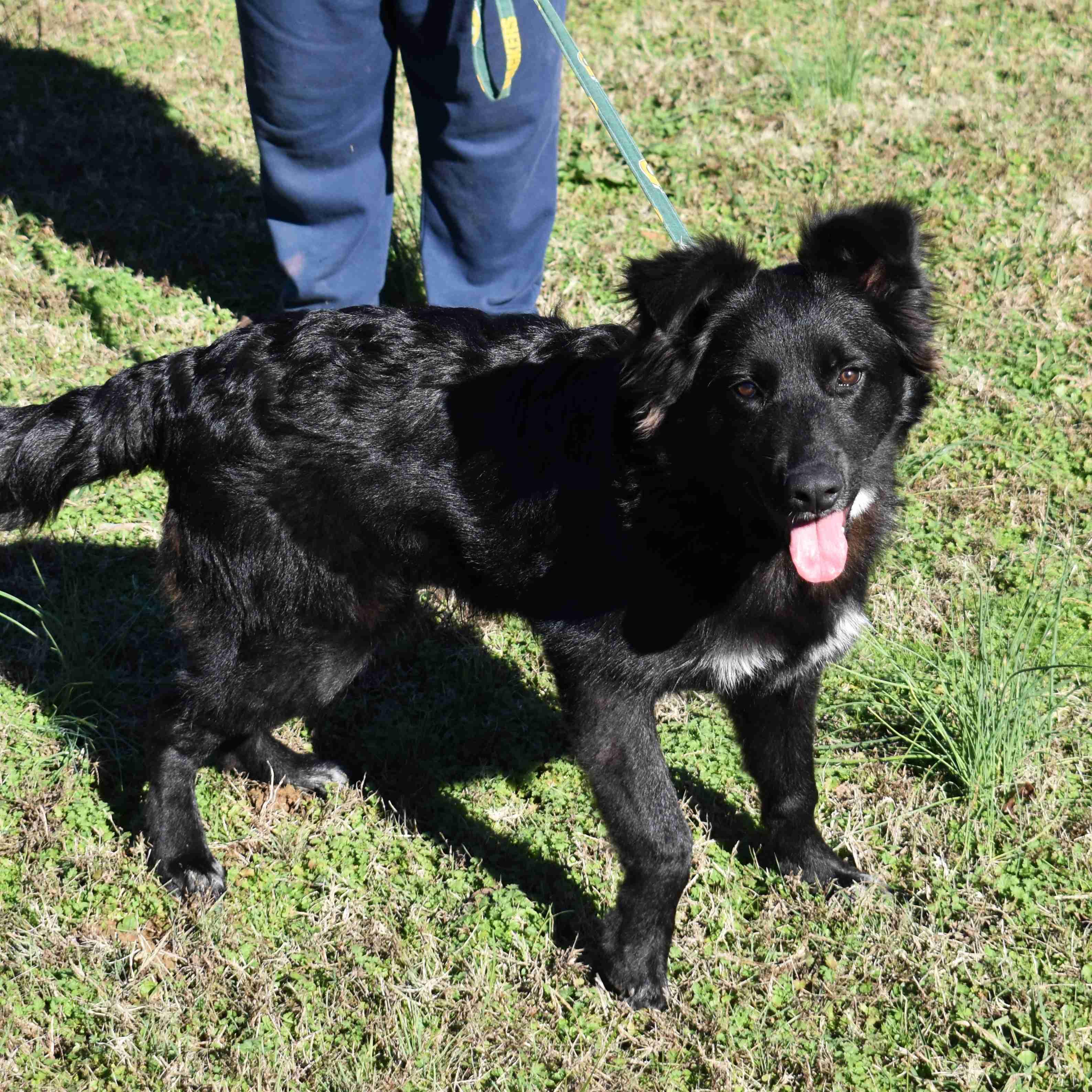 Enlarge Cracker Jack, a Adoptable Mixed Breed in Searcy, AR image 4/6
