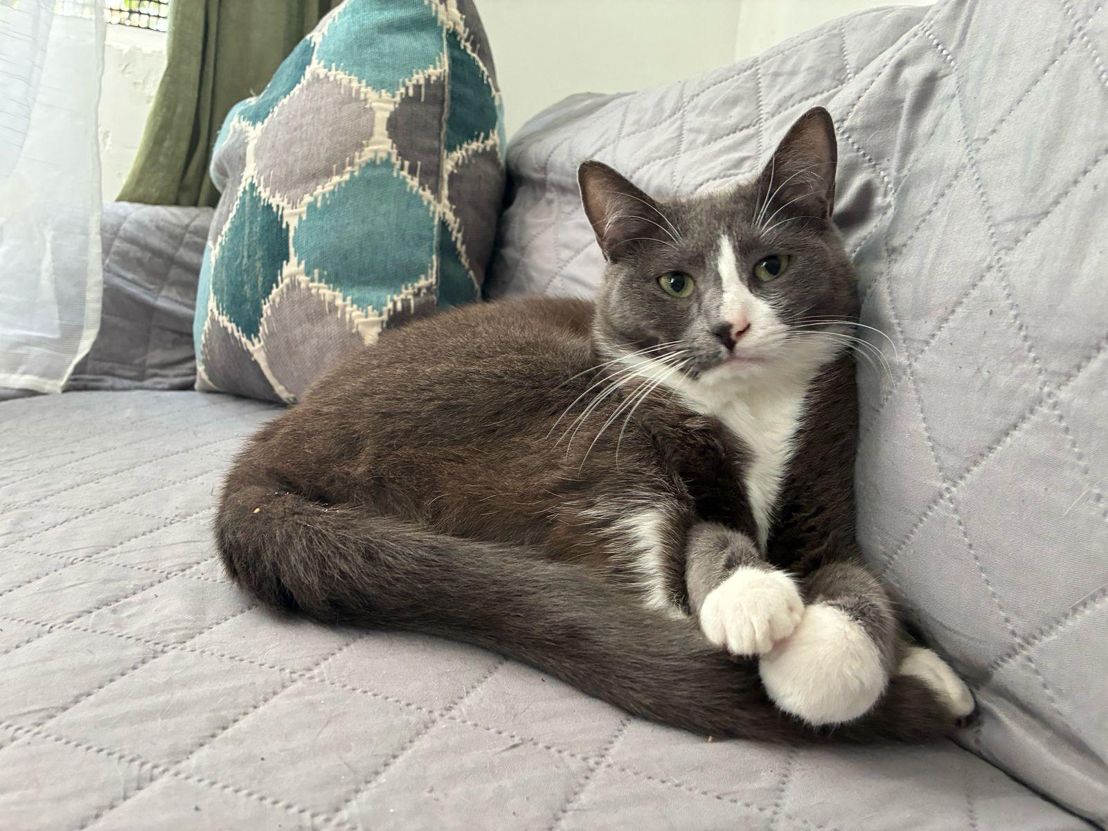 iris, a Adoptable Domestic Short Hair in Tijuana, BCN image 1/4