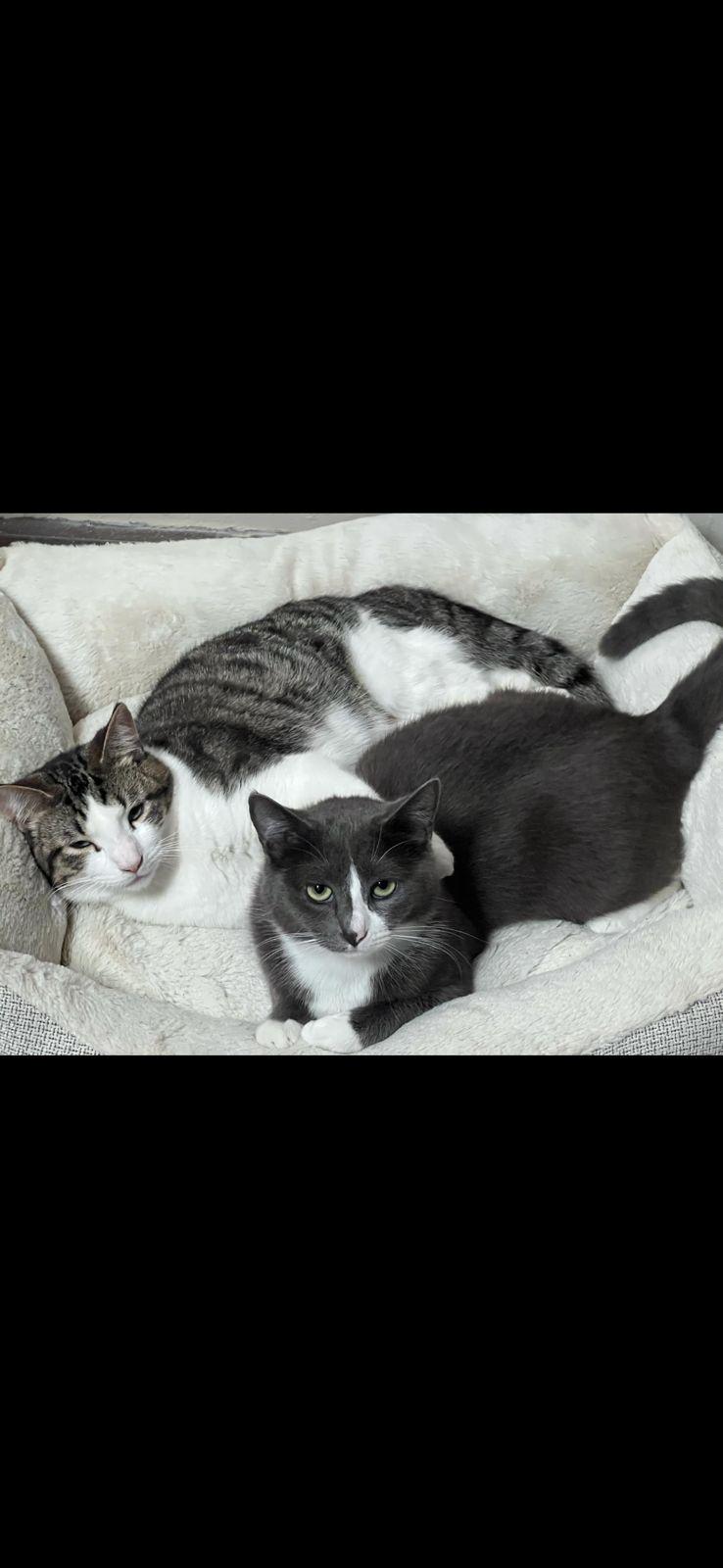 iris, a Adoptable Domestic Short Hair in Tijuana, BCN image 3/4