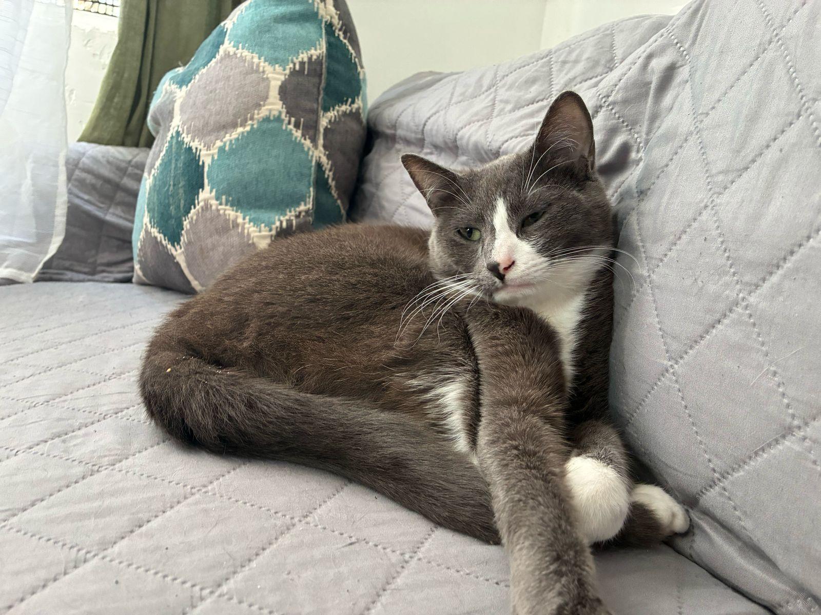 iris, a Adoptable Domestic Short Hair in Tijuana, BCN image 4/4