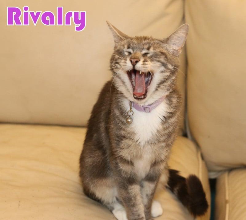 Enlarge Rivalry, a Adoptable Tabby in Houston, TX image 2/6