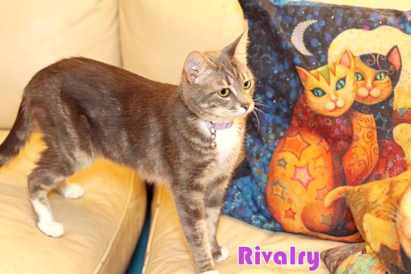 Enlarge Rivalry, a Adoptable Tabby in Houston, TX image 4/6