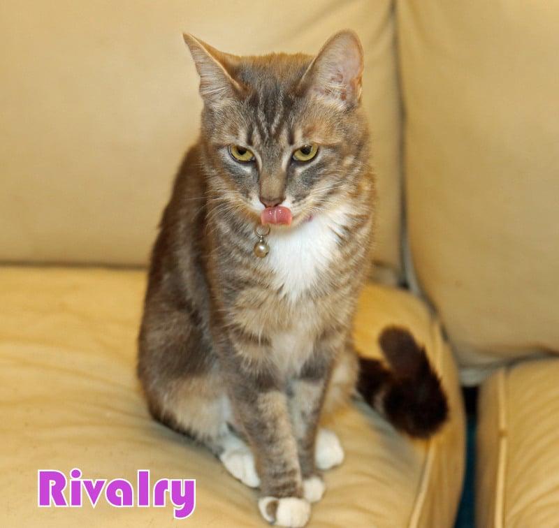 Enlarge Rivalry, a Adoptable Tabby in Houston, TX image 3/6