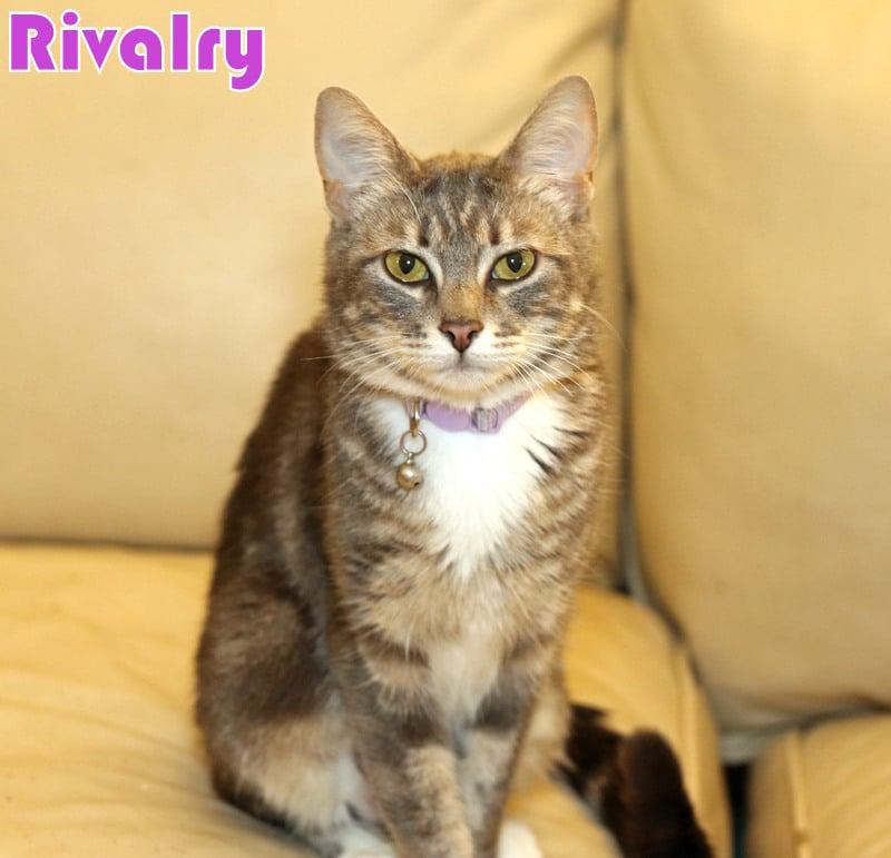 Enlarge Rivalry, a Adoptable Tabby in Houston, TX image 1/6