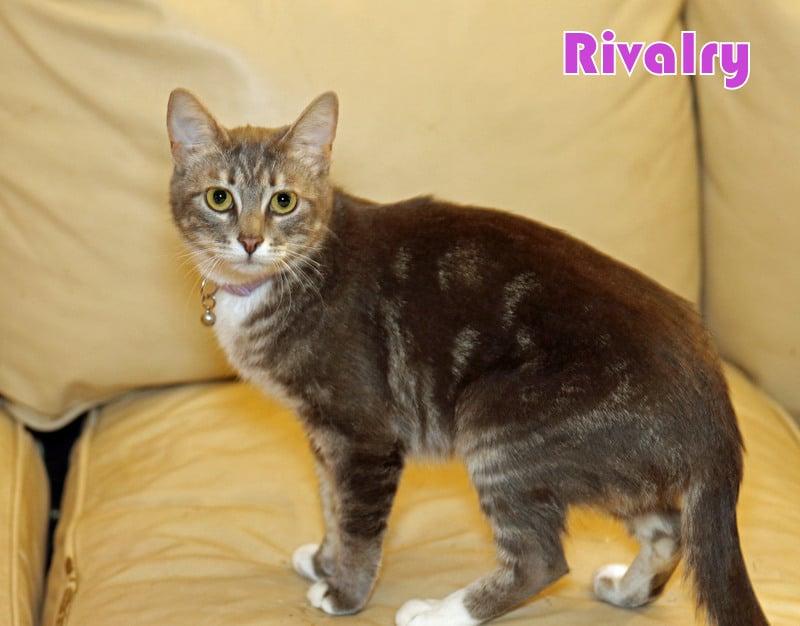 Enlarge Rivalry, a Adoptable Tabby in Houston, TX image 5/6