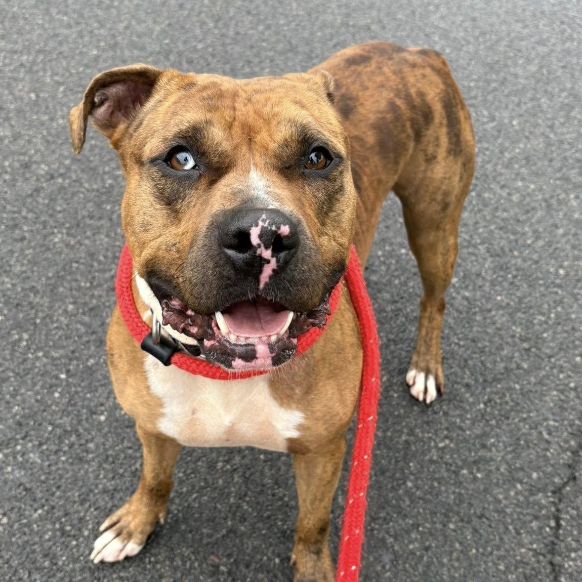 Duke, Adult Male unknown