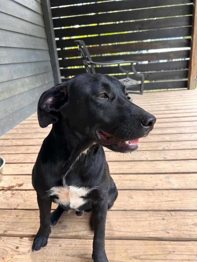 Enlarge Pip, a Adoptable mixed breed in New Bedford, MA image 1/4