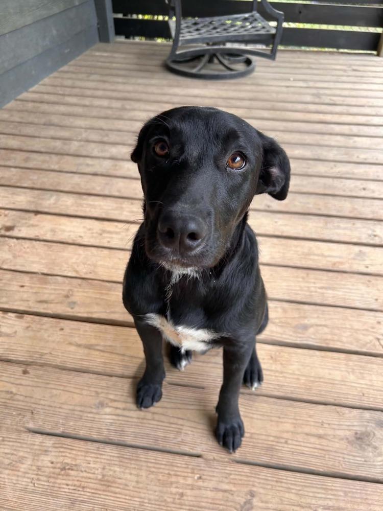 Enlarge Pip, a Adoptable mixed breed in New Bedford, MA image 2/4