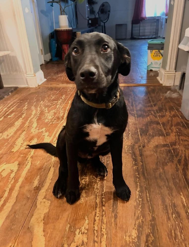 Enlarge Pip, a Adoptable mixed breed in New Bedford, MA image 3/4