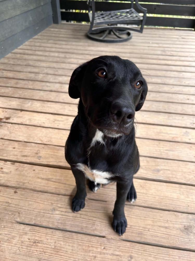 Enlarge Pip, a Adoptable mixed breed in New Bedford, MA image 4/4