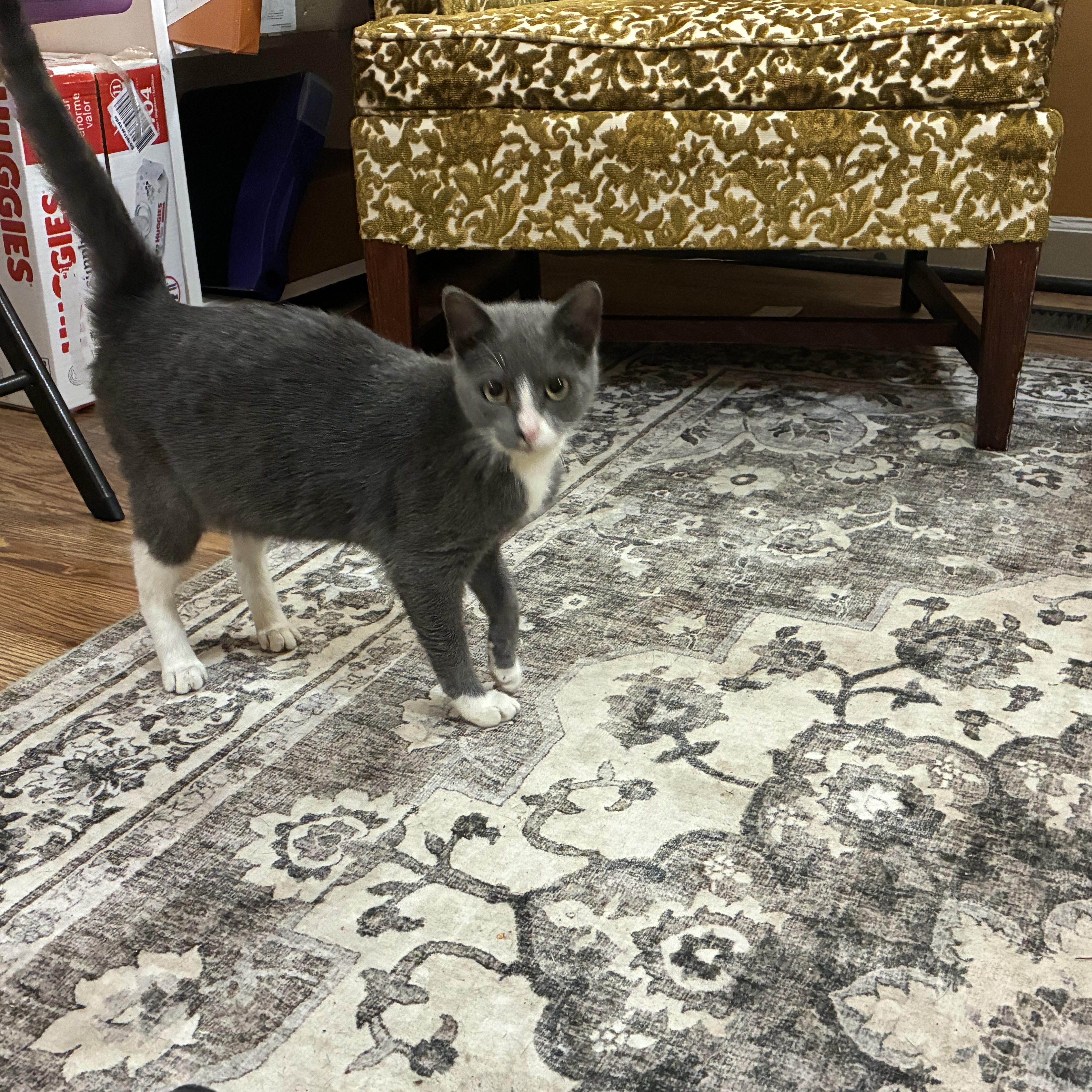 Enlarge Scruffy, a Adoptable Domestic Short Hair in Greensboro, NC image 3/3