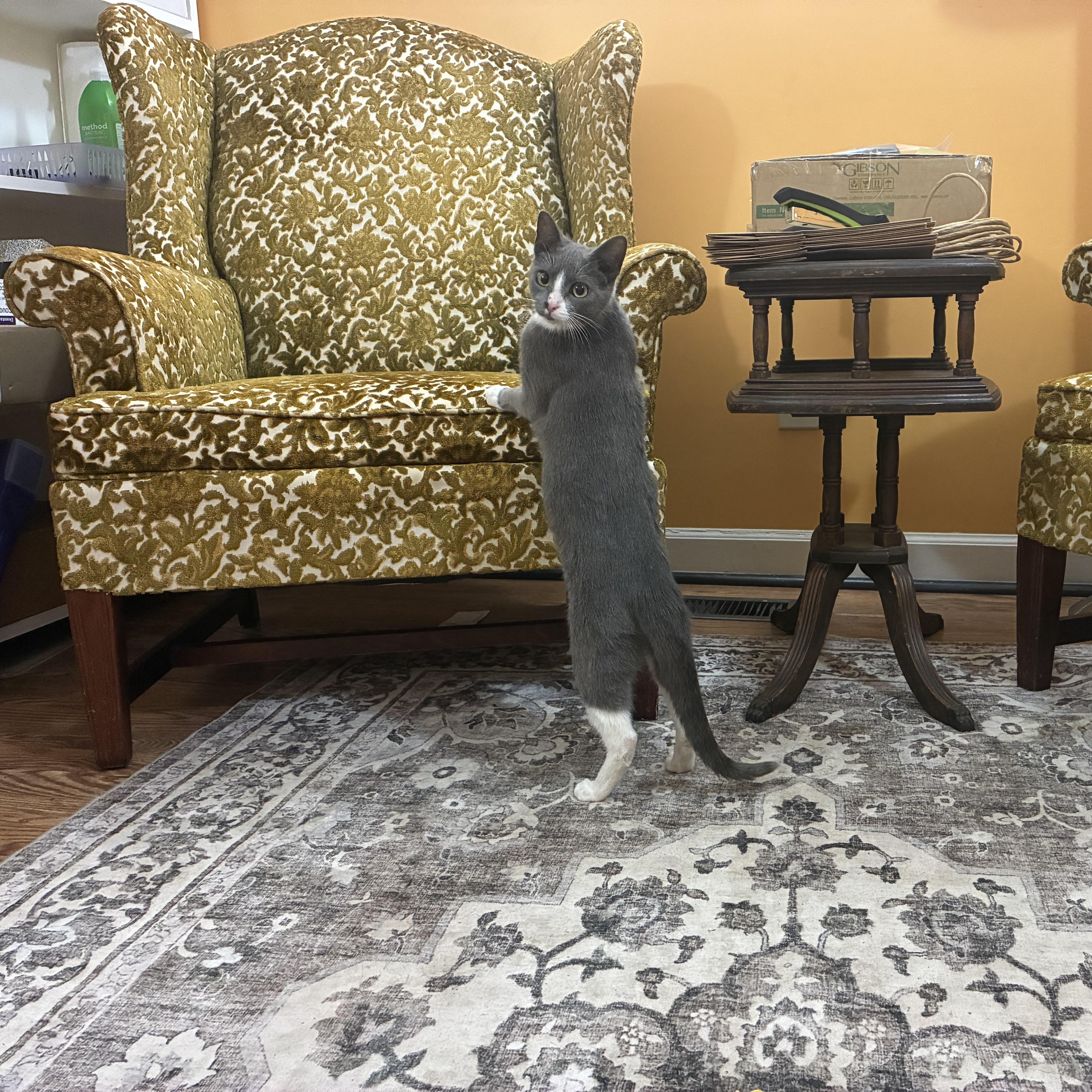 Enlarge Scruffy, a Adoptable Domestic Short Hair in Greensboro, NC image 2/3