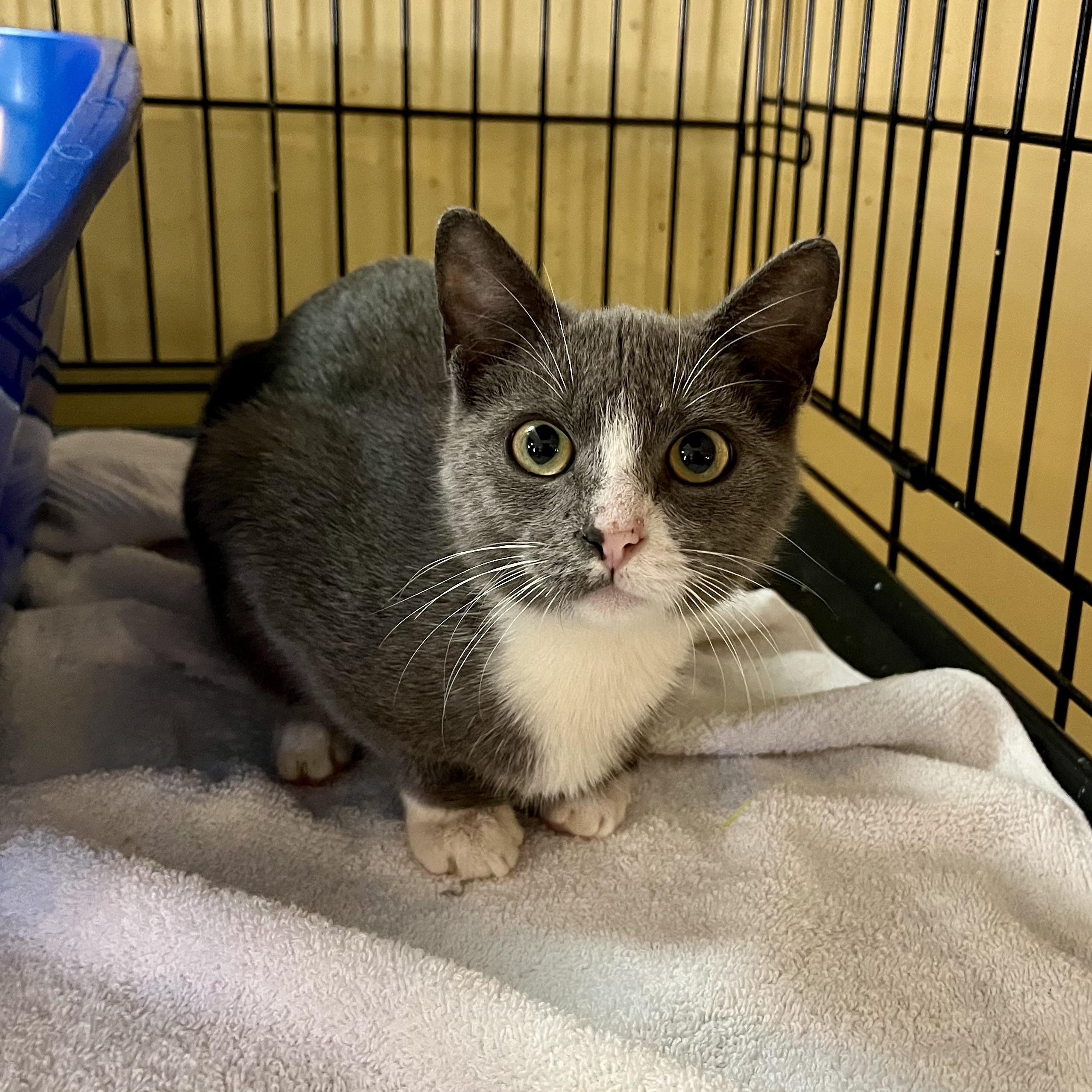 Scruffy, Adoptable, Young Female Domestic Short Hair.