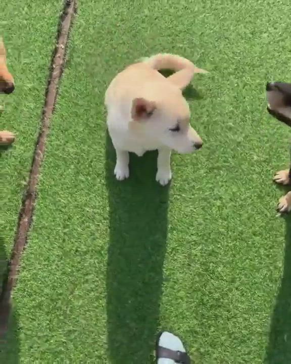 Enlarge Peanut , a Adopted mixed breed in Richmond, BC video 1/6