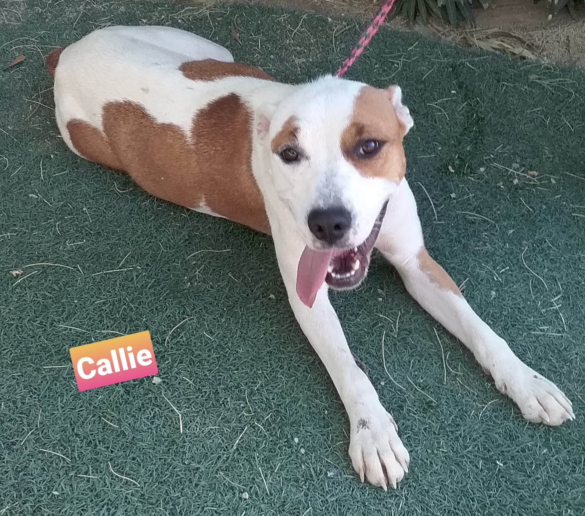 Callie, a Adoptable Pit Bull Terrier in Las Vegas, NV image 1/4