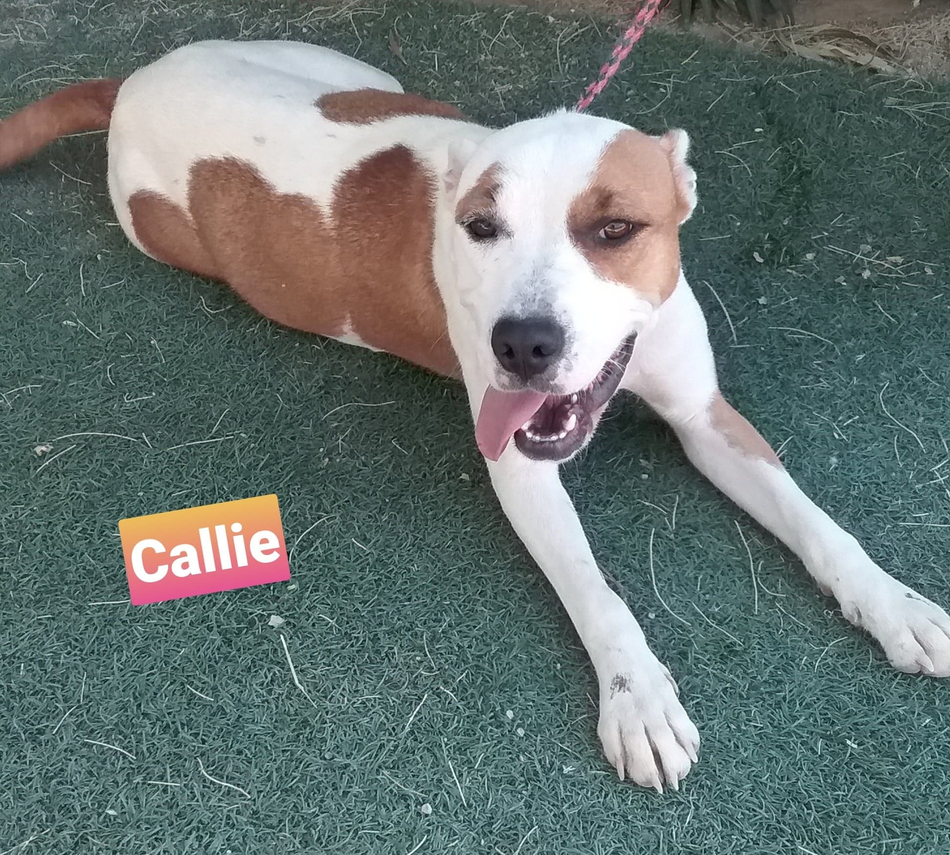 Callie, a Adoptable Pit Bull Terrier in Las Vegas, NV image 2/4