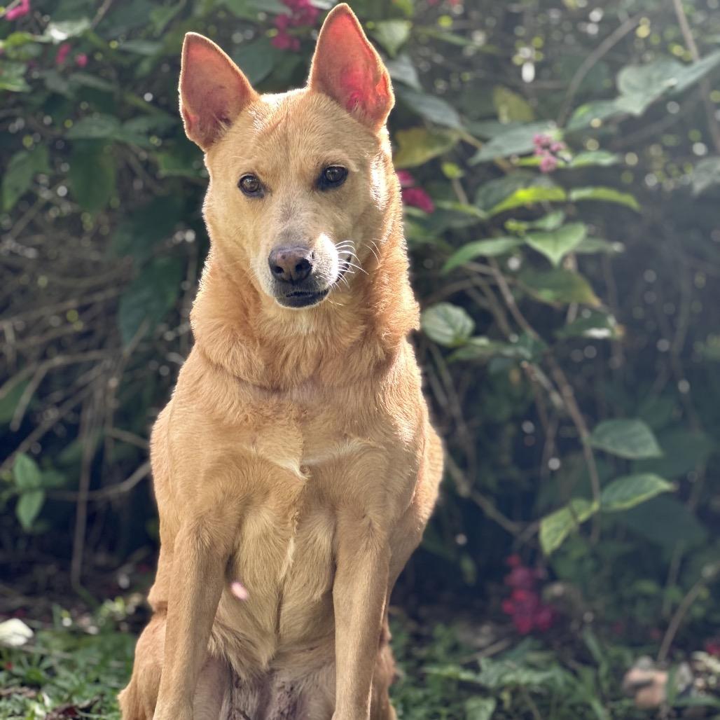 Enlarge Roxanne, a Adoptable Mixed Breed in Keaau, HI image 1/6