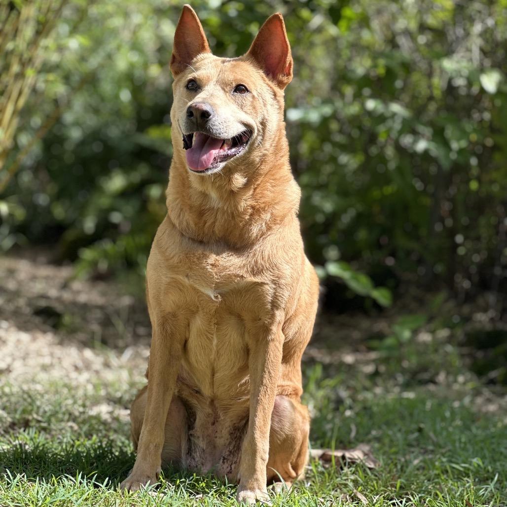 Enlarge Roxanne, a Adoptable Mixed Breed in Keaau, HI image 2/6