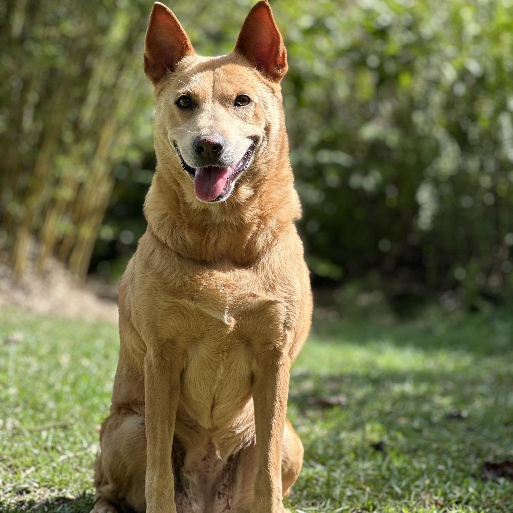Enlarge Roxanne, a Adoptable Mixed Breed in Keaau, HI image 3/6
