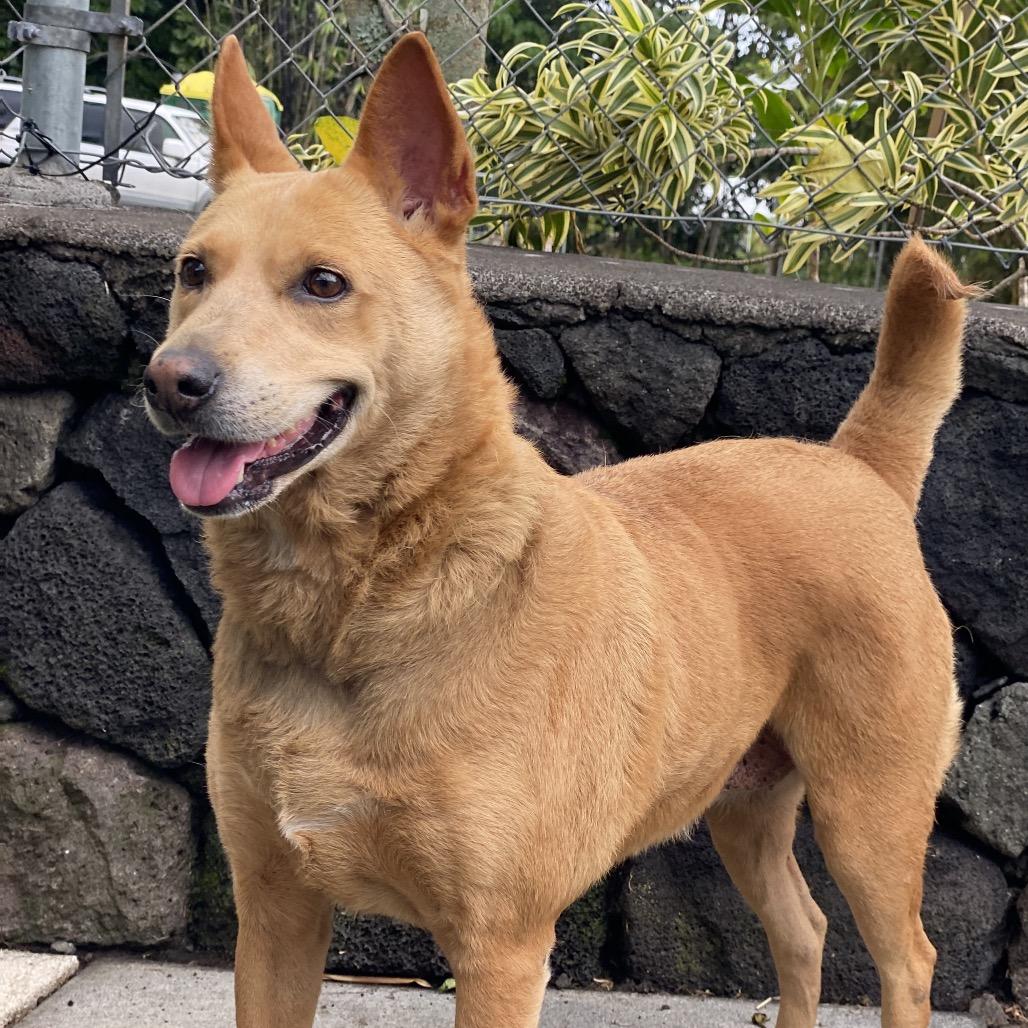 Enlarge Roxanne, a Adoptable Mixed Breed in Keaau, HI image 4/6