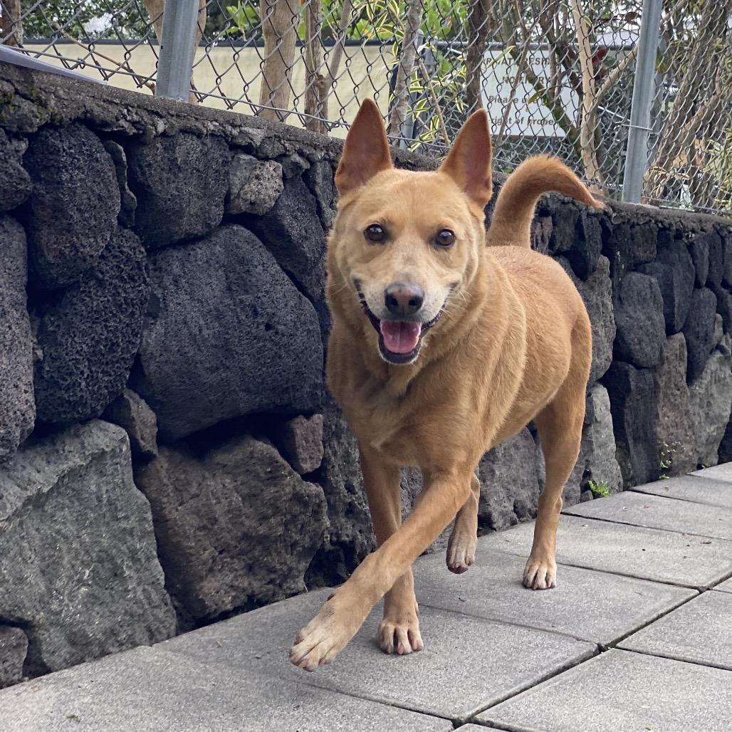Enlarge Roxanne, a Adoptable Mixed Breed in Keaau, HI image 5/6