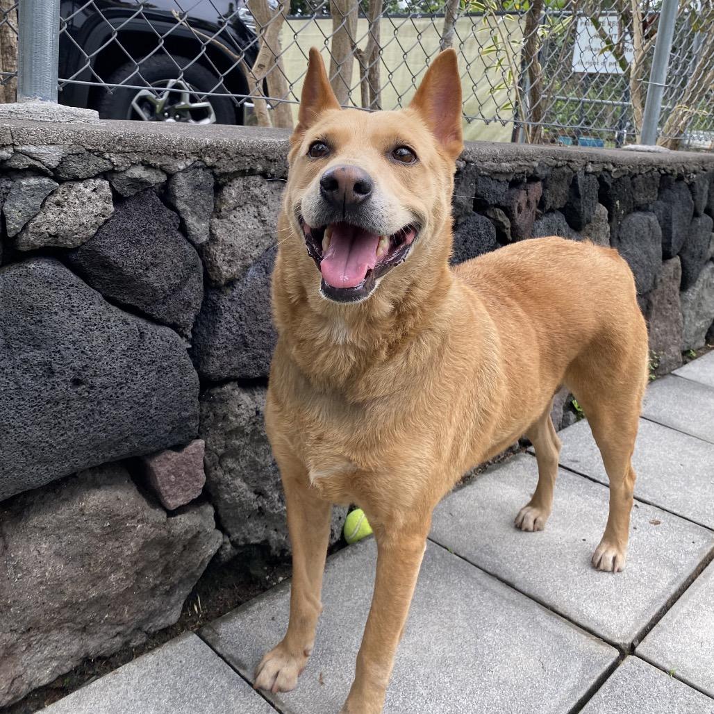 Enlarge Roxanne, a Adoptable Mixed Breed in Keaau, HI image 6/6