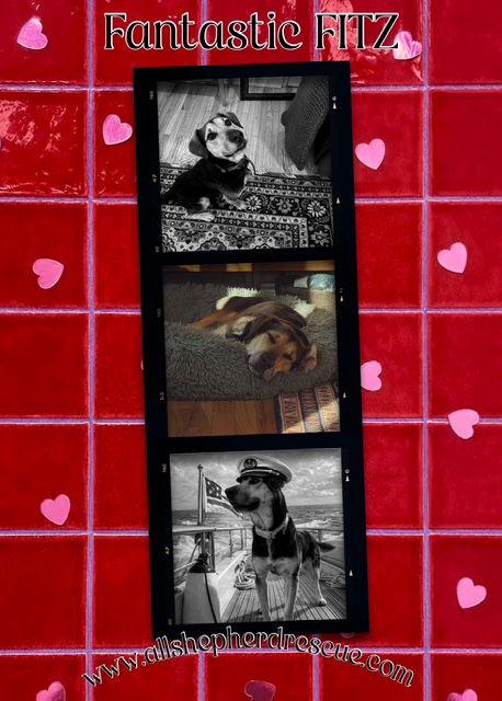 Enlarge Fitz, a Adoptable mixed breed in Baltimore, MD image 1/3