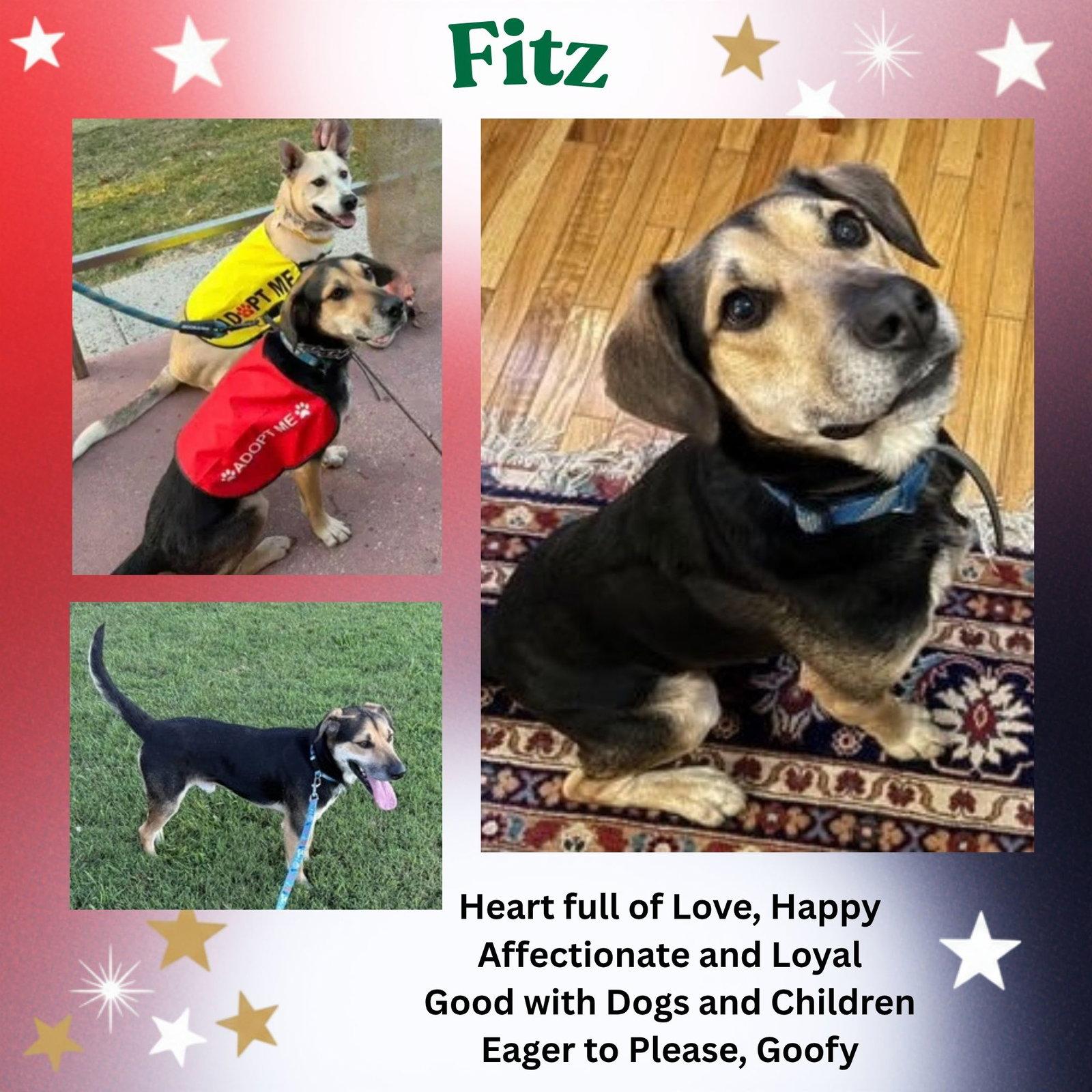 Fitz, Adoptable, Adult Male German Shepherd Dog & Hound.