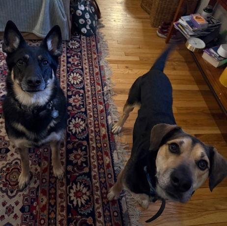 Enlarge Fitz, a Adoptable mixed breed in Baltimore, MD image 2/3