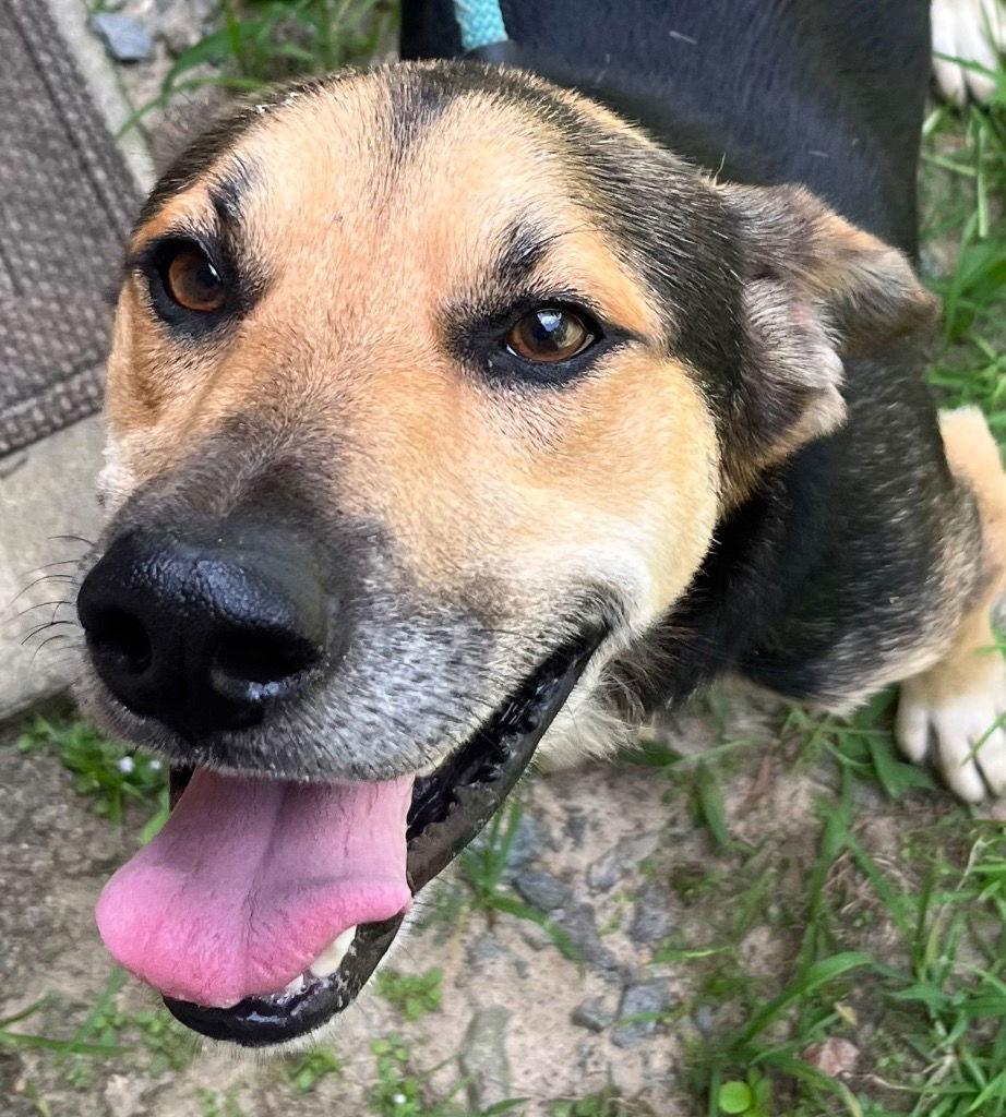 Fitz, a Adoptable mixed breed in Baltimore, MD image 1/3