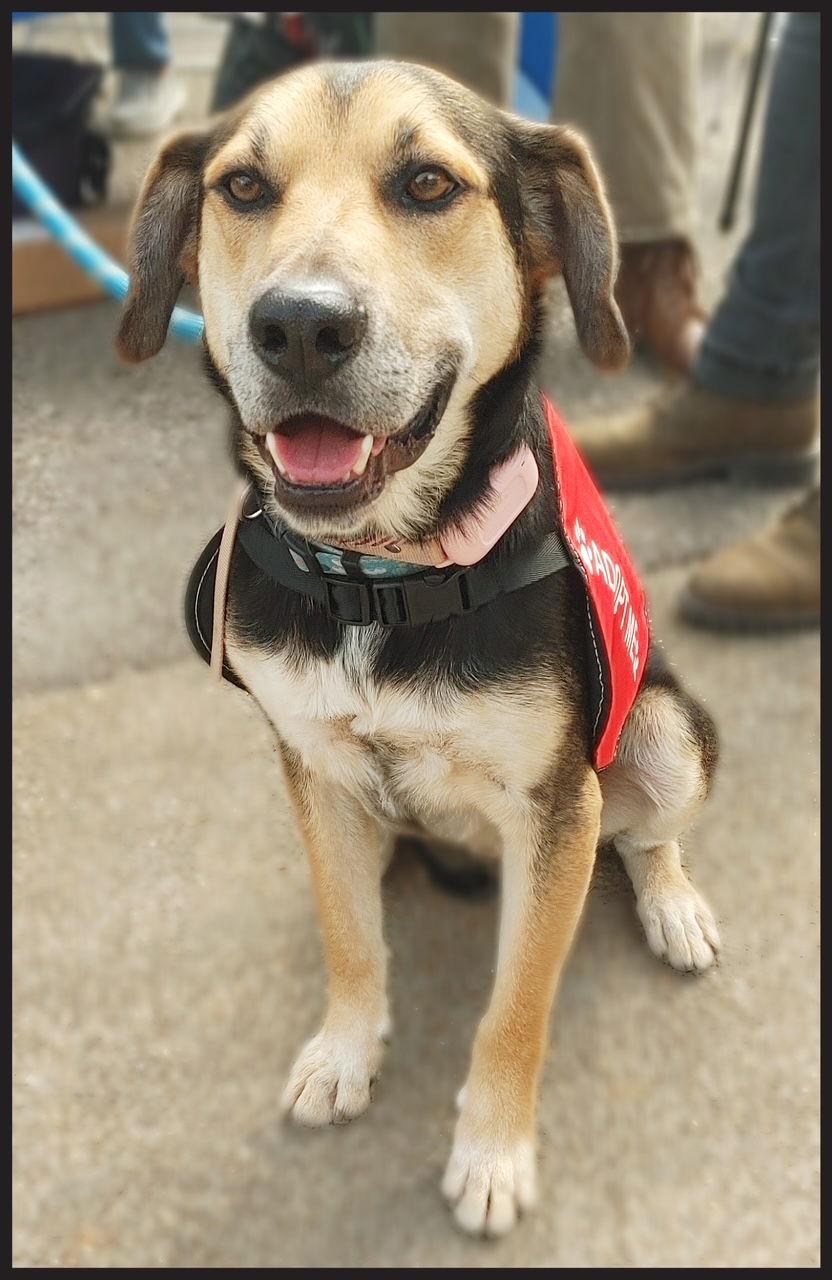 Fitz, a Adoptable mixed breed in Baltimore, MD image 2/3