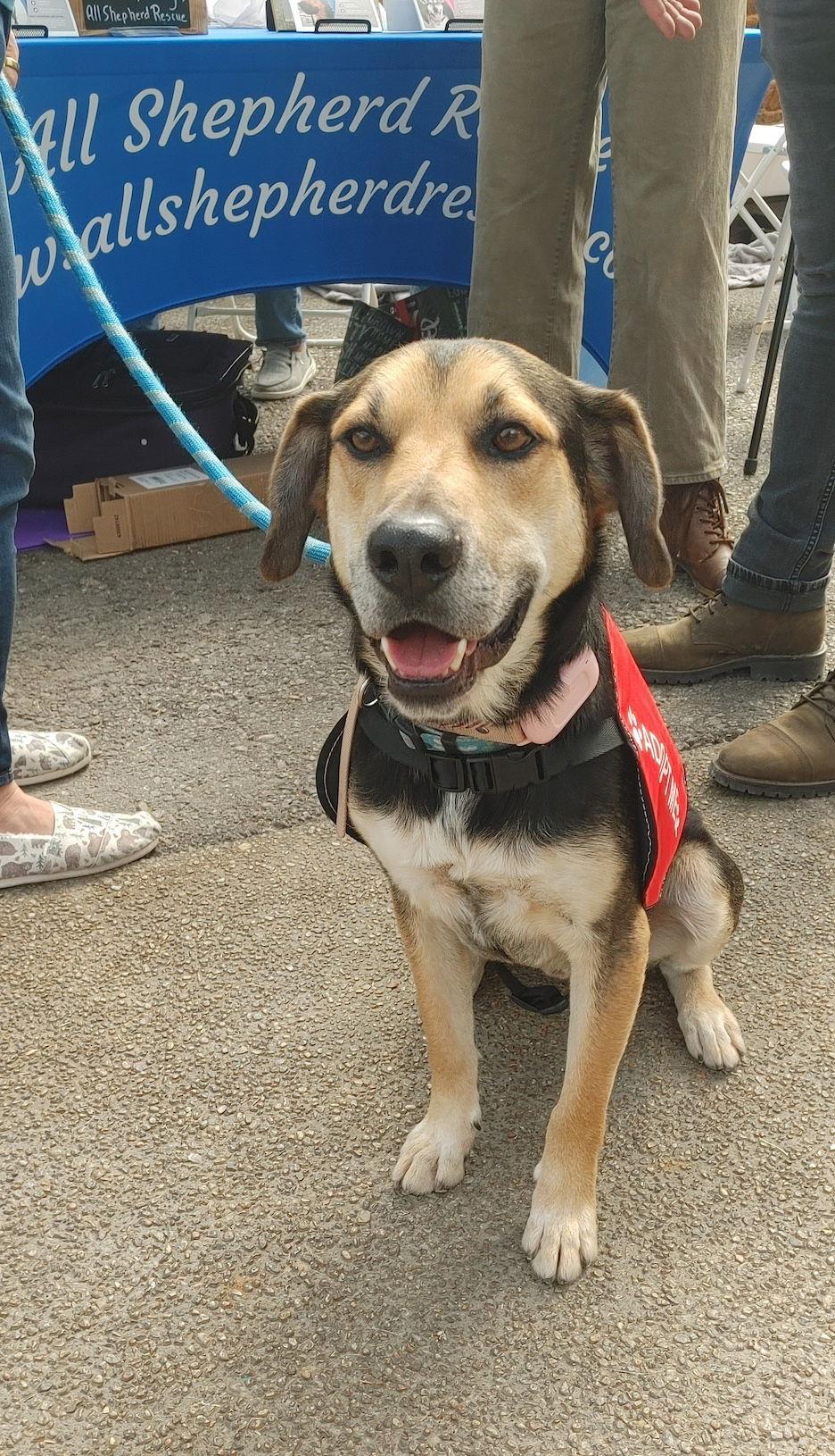 Fitz, a Adoptable mixed breed in Baltimore, MD image 3/3