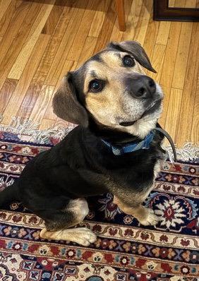 Enlarge Fitz, a Adoptable mixed breed in Baltimore, MD image 1/3