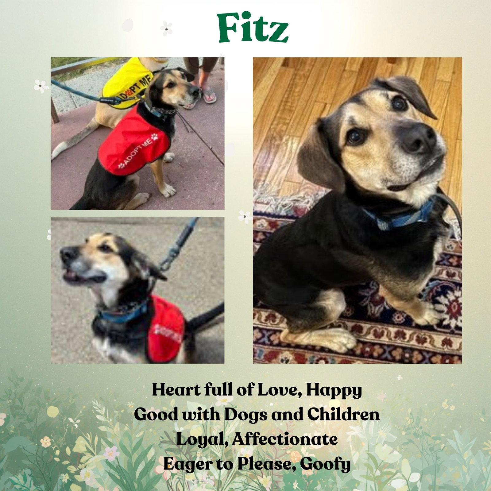 Fitz, Adoptable, Adult Male German Shepherd Dog & Hound.