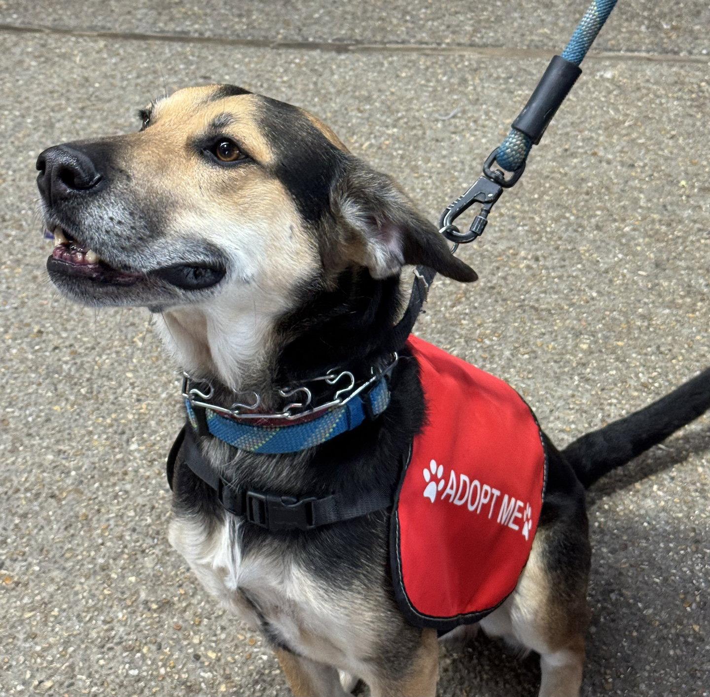 Enlarge Fitz, a Adoptable mixed breed in Baltimore, MD image 3/3