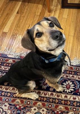 Enlarge Fitz, a Adoptable mixed breed in Baltimore, MD image 3/3