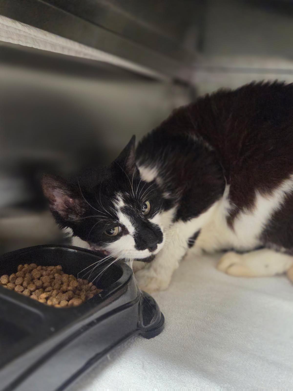 Rusty, ADOPTABLE, Adult Male Domestic Short Hair.