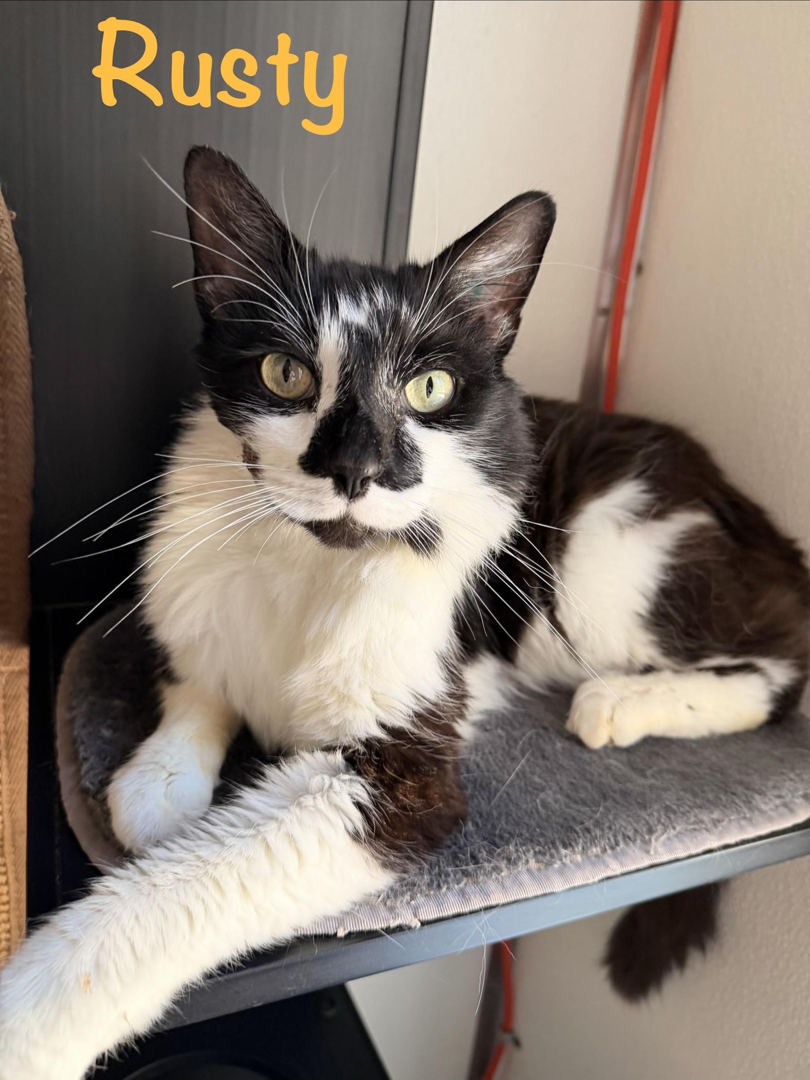 Rusty, Adoptable, Adult Male Domestic Short Hair.