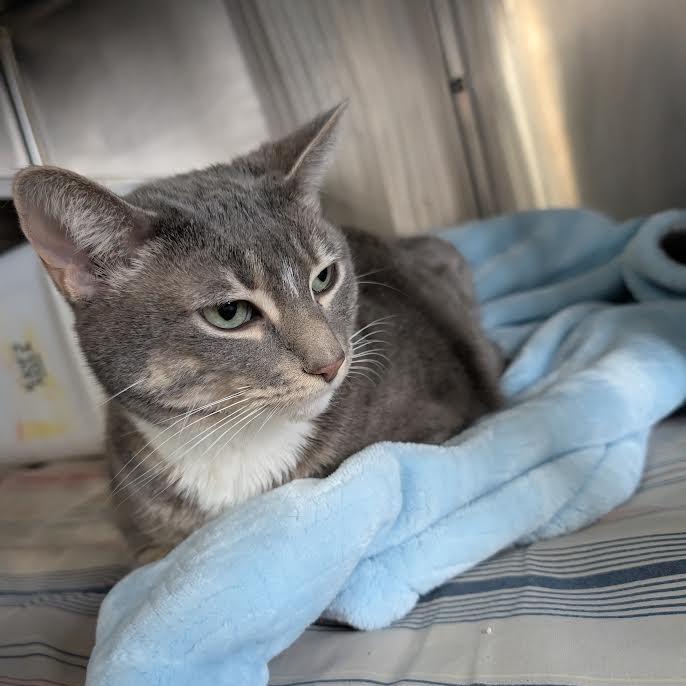 Georgia, Adoptable, Adult Female Domestic Short Hair.