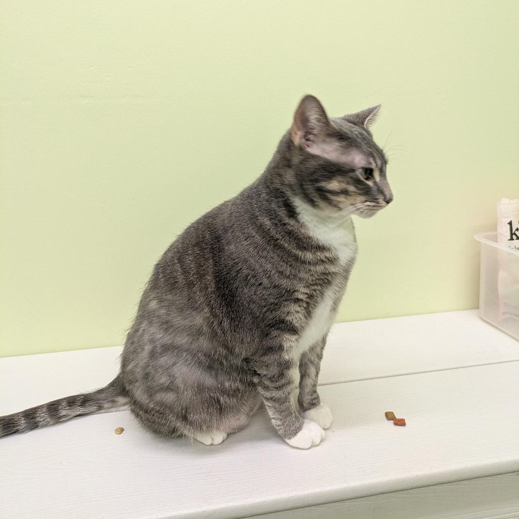 Georgia, a Adoptable Domestic Short Hair in Manhattan, KS image 3/4