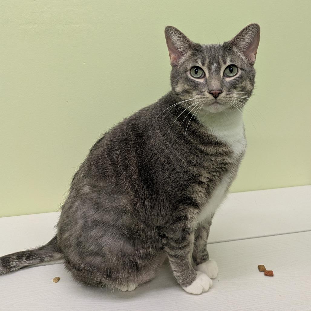 Georgia, a Adoptable Domestic Short Hair in Manhattan, KS image 4/4