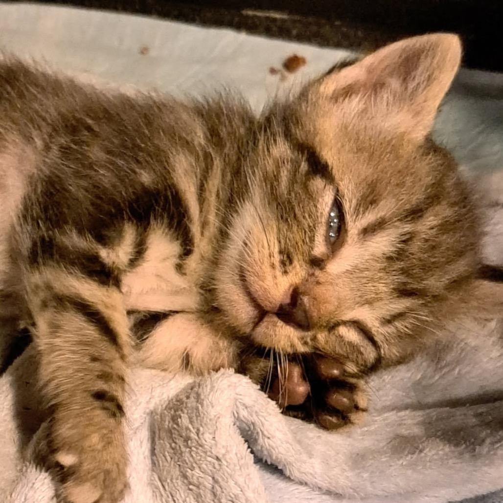 Enlarge Remi, a Adoptable Domestic Short Hair in Green Forest, AR image 1/1