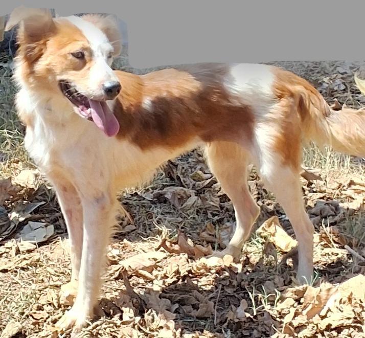 Enlarge Buttercup, a Adopted mixed breed in Mena, AR image 1/1
